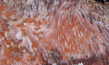 Sagenitic Coral Slab 495