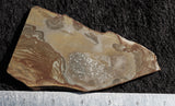 Oregon Picture Jasper Slab 28