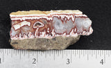 Forest Fire Plume Agate Rock Slab 17