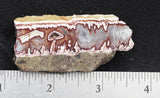 Forest Fire Plume Agate Rock Slab 17