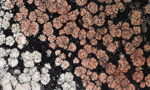 Fireworks Obsidian Slab 89