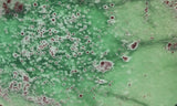 Variscite Rock Slab 293