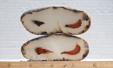 Montana Agate Rock Slab 225