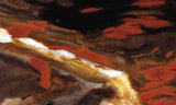 Biggs Flame 172