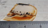 Montana Agate Rock Slab 287