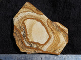 African Queen Picture Jasper Slab 33