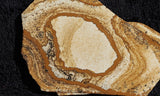 African Queen Picture Jasper Slab 33