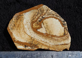 African Queen Picture Jasper Slab 45