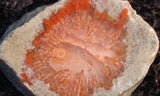 Horn Coral Slab 36