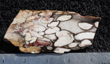 Petrified Peanut Wood Rock slab 1102