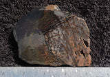 Dinosaur Bone Rock Slab 0201