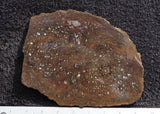 Paleo Osmundo Rock Slab 0401