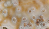 Ocean Jasper Rock slab 0203