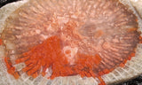Horn Coral Slab 22