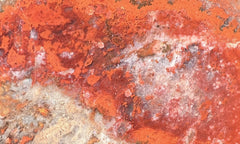 Coprolite