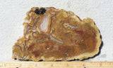 Agua Nueva Agate Rock Slab 92
