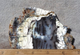 Australian Dendritic Opal Rock Slab 43
