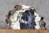 Australian Dendritic Opal Rock Slab 43