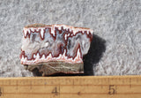 Forest Fire Plume Agate Rock Slab 47