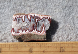 Forest Fire Plume Agate Rock Slab 47