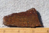 Dinosaur Bone Rock Slab 496