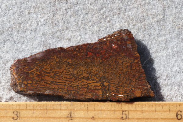 Dinosaur Bone Rock Slab 496 – DD Rocks