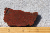 Dinosaur Bone Rock Slab 489