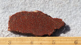 Dinosaur Bone Rock Slab 495