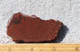 Dinosaur Bone Rock Slab 483