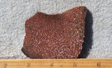 Dinosaur Bone Rock Slab 476