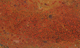 Dinosaur Bone Rock Slab 491