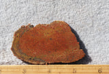 Dinosaur Bone Rock Slab 491