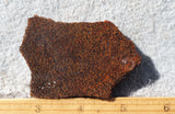 Dinosaur Bone Rock Slab 494