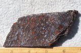 Dinosaur Bone Rock Slab 479