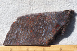 Dinosaur Bone Rock Slab 479