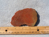 Dinosaur Bone Rock Slab 484