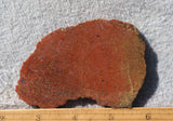 Dinosaur Bone Rock Slab 484