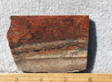 Dinosaur Bone Rock Slab 477