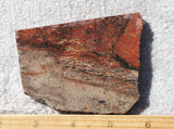 Dinosaur Bone Rock Slab 485