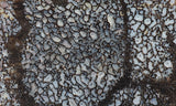 Dinosaur Bone Rock Slab 488