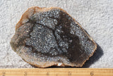 Dinosaur Bone Rock Slab 488