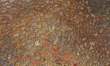 Dinosaur Bone Rock Slab 481