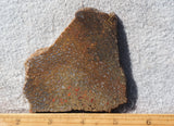 Dinosaur Bone Rock Slab 481