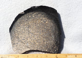 Dinosaur Bone Rock Slab 478