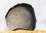 Dinosaur Bone Rock Slab 478