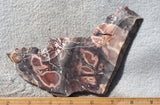 Exotica Jasper Slab 68