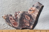 Exotica Jasper Slab 68