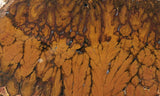 Cady Mountain Rock Slab 176