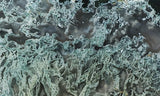 Oregon Moss Agate Rock Slab 95