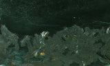 Curiosity Shop Rock Slab 445